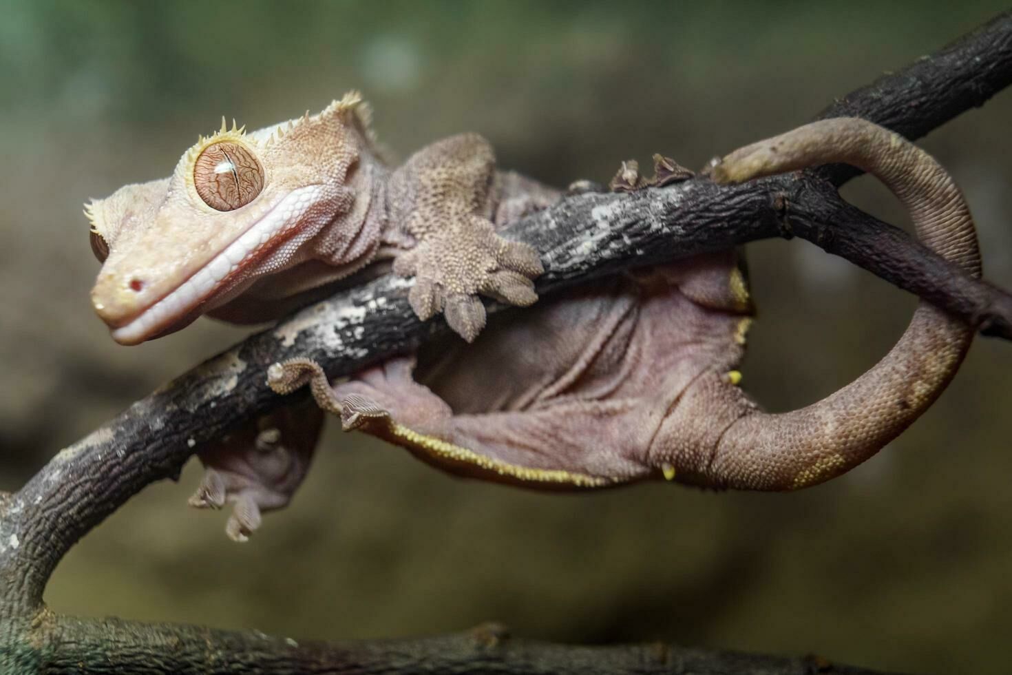 Imagem do Gecko de Crista